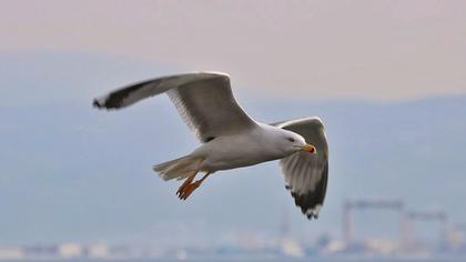 Yellow-legged Gull