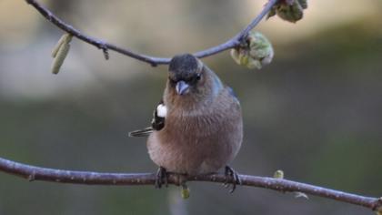 Common Chaffinch