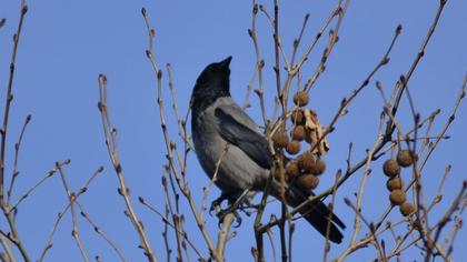 Hooded Crow