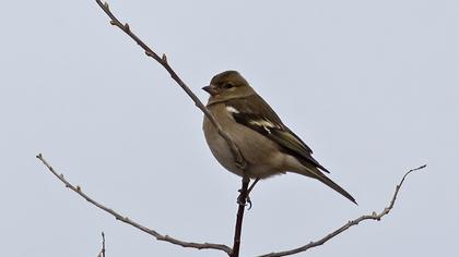 Common Chaffinch