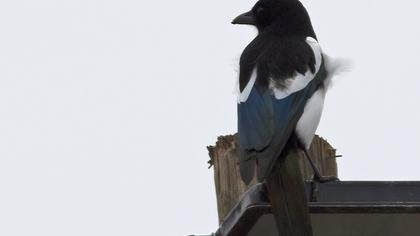 Eurasian Magpie