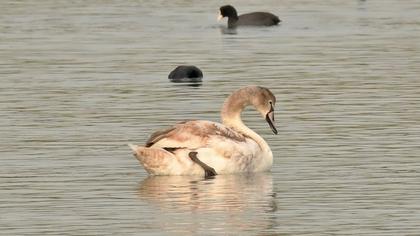 Mute Swan
