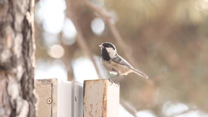 Coal Tit