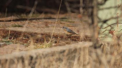 Eurasian Nuthatch