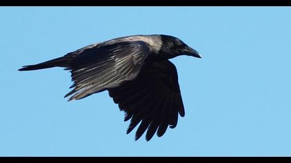 Hooded Crow