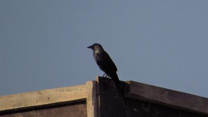 Western Jackdaw