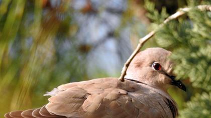 Eurasian Collared Dove