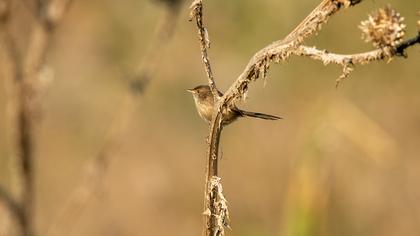 Delicate prinia