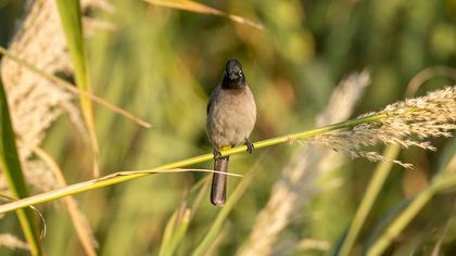 White-spectacled Bulbul