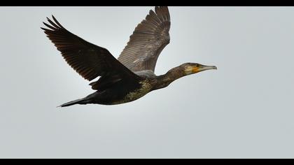 Great Cormorant