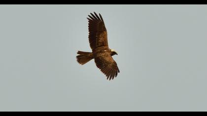 Western Marsh Harrier