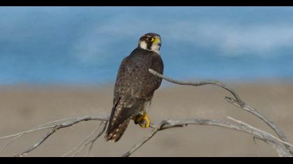 Peregrine Falcon