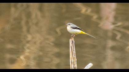 Grey Wagtail