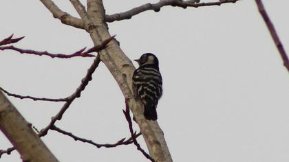 Lesser Spotted Woodpecker