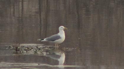 Caspian Gull