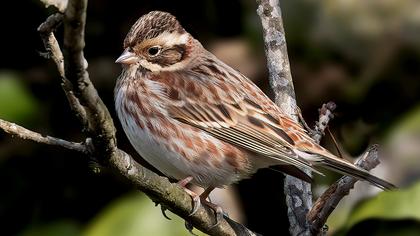 Rustic Bunting
