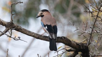 Eurasian Jay