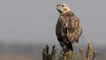 Long-legged Buzzard