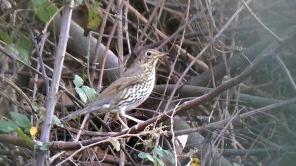 Song Thrush