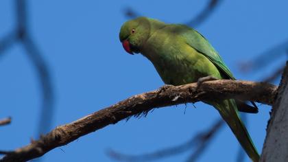 Rose-ringed Parakeet