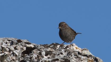 Dunnock