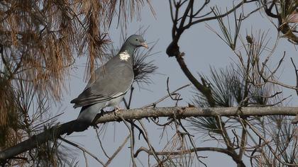 Common Wood Pigeon