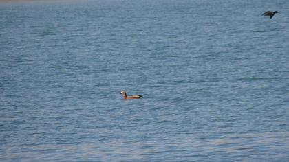 Ruddy Shelduck