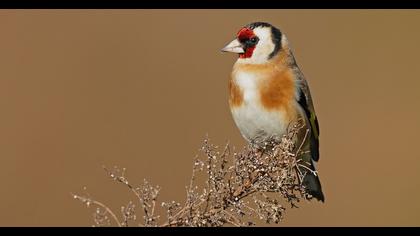 European Goldfinch