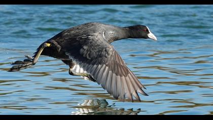 Eurasian Coot