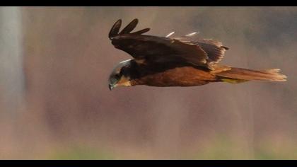 Western Marsh Harrier