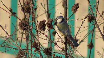 Eurasian Blue Tit