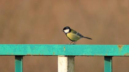 Great Tit