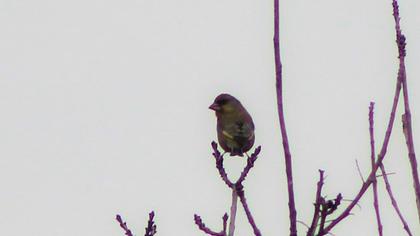 European Greenfinch