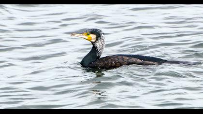 Great Cormorant