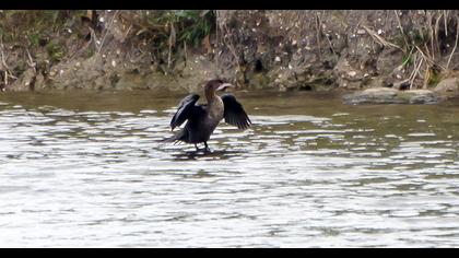 Pygmy Cormorant