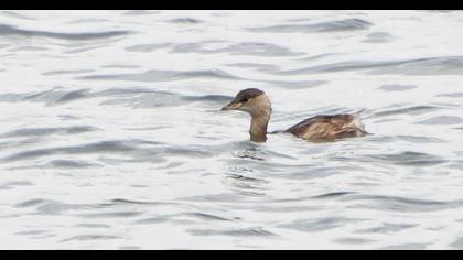 Little Grebe