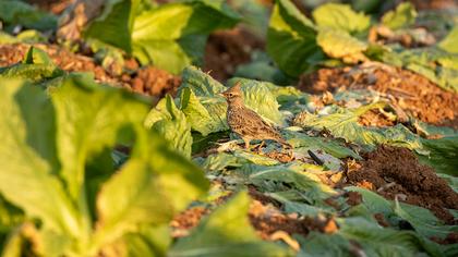 Crested Lark