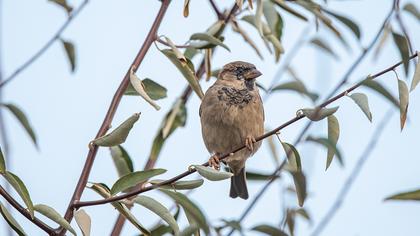 House Sparrow