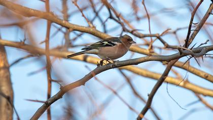 Common Chaffinch