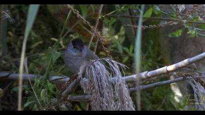 Eurasian Blackcap