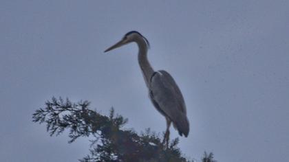 Grey Heron