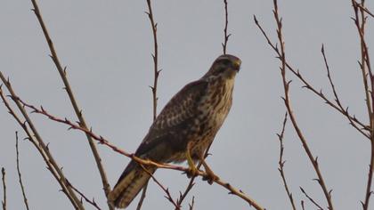 Common Buzzard