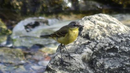 Western Yellow Wagtail