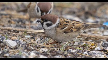 Eurasian Tree Sparrow