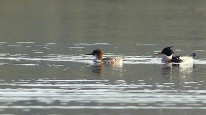 Red-breasted Merganser