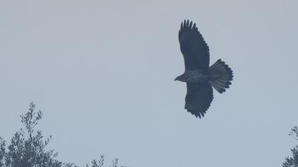 Bonelli`s Eagle