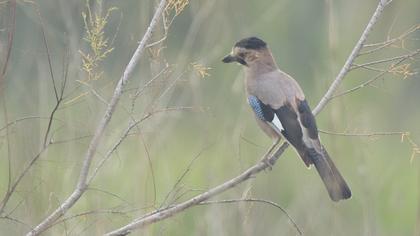 Eurasian Jay