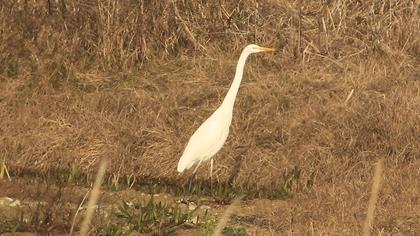 Great Egret