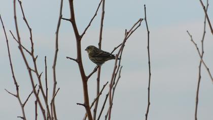 European Serin