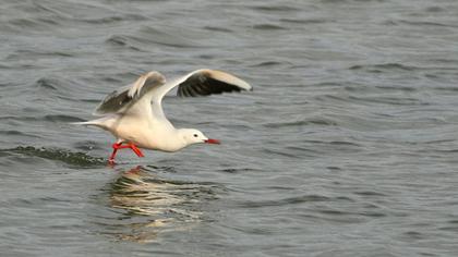 Slender-billed Gull